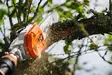 HTA 135 AKKUOKSASAHA 1/4"P 30 CM PM3 - Stihl akkutyökalut - LA012000002 - 6