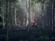 Husqvarna 545FXT AutoTune™ Raivaussaha - Metsänraivaussahat - 9671766-03 - 6